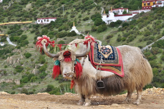 bò Yak Tây Tạng