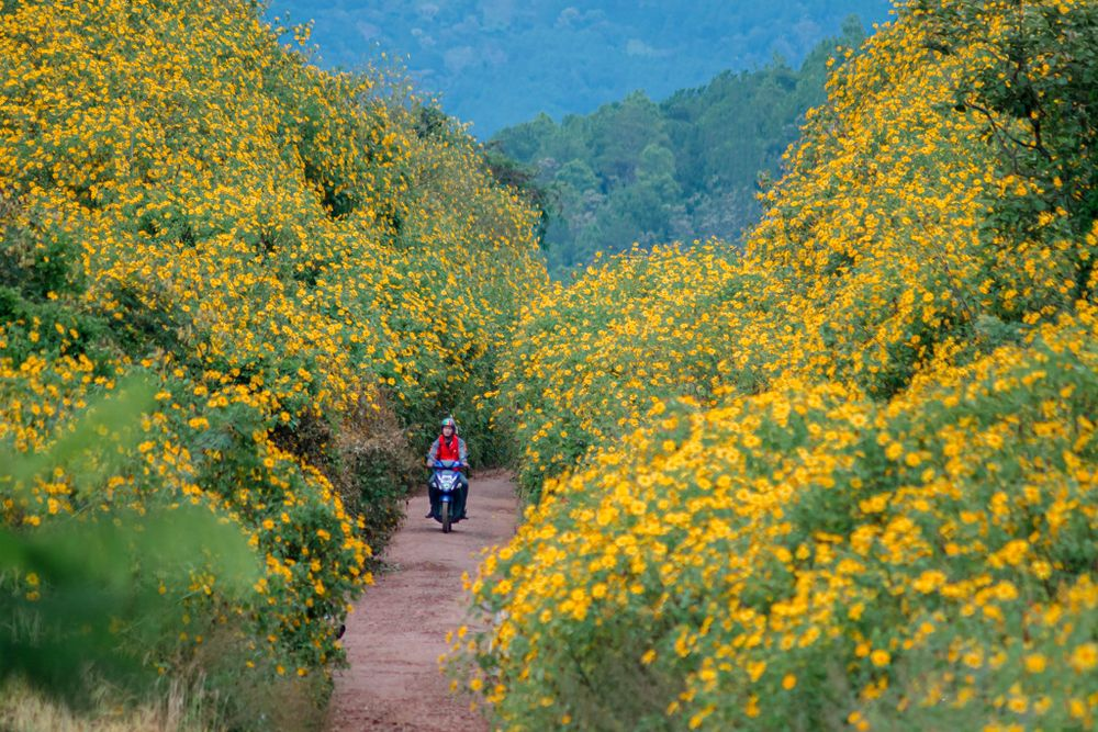 du-lich-da-lat-thang-11-con-duong-hoa-da-quy-tai-da-lat
