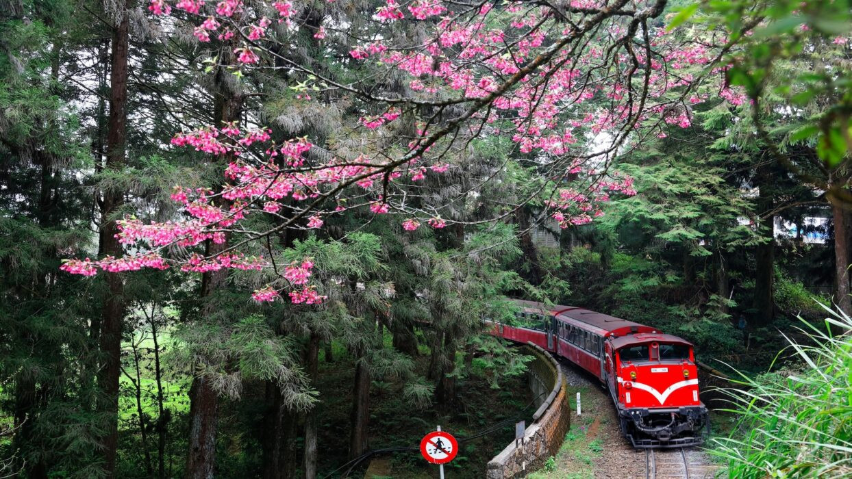 Alishan Đài Loan Alishan Đài Loan