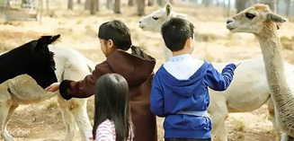 Vườn thú Zoodoo
