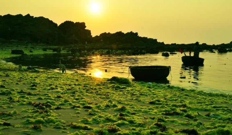 Bãi đá rêu Nhơn Hải
