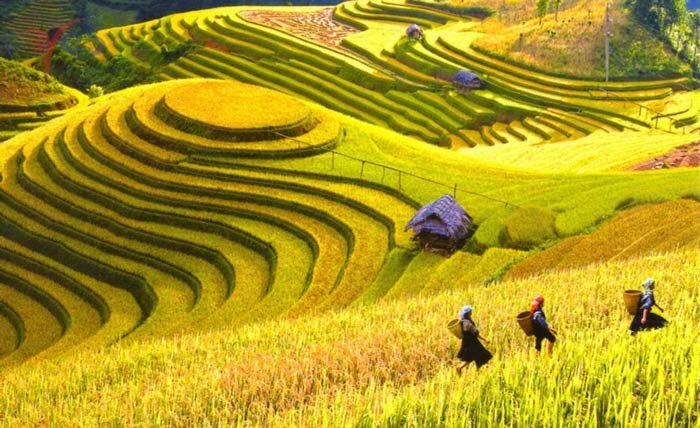 Lúa chín vàng tại Hà Giang vào mùa thu 