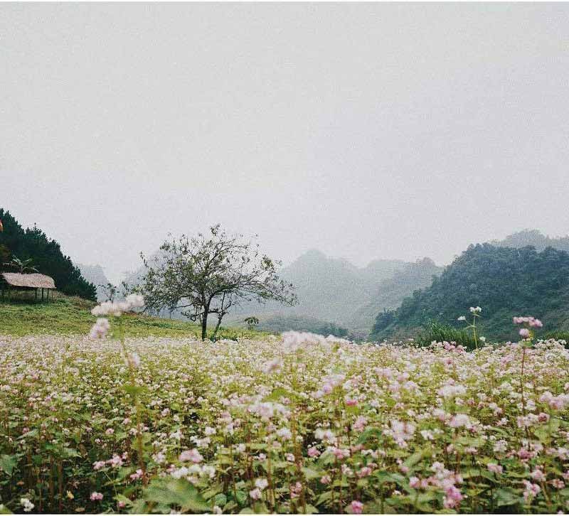 Hoa đào tại bản lóng luông Hoa đào tại bản lóng luông