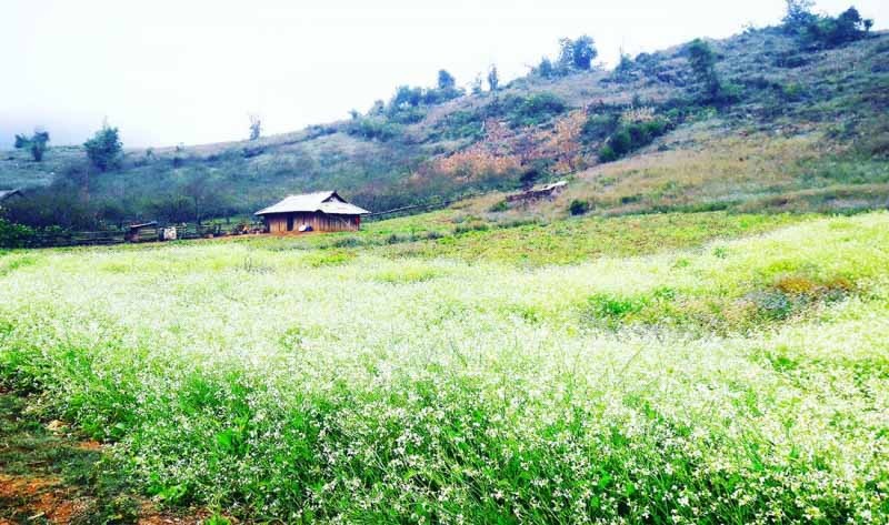 Bản Pa Phách mùa hoa cải trắng