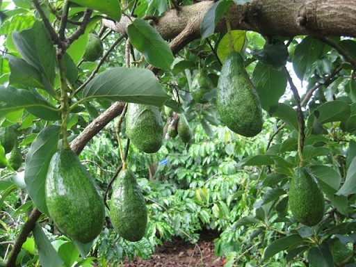 mùa bơ Mộc Châu tháng 9