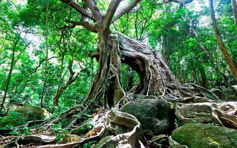 Nhất Long Thủy Trang Trà