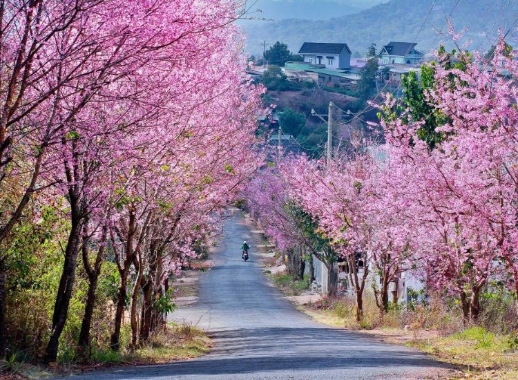 Các tour du lịch Đà Lạt Tết 2026 2