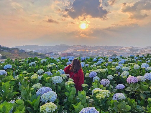 du lịch Đà Lạt vào mùa nào đẹp - hoa cam tu cau