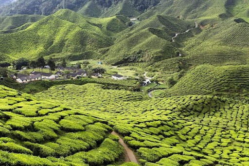 các điểm du lịch Malaysia - cao nguyên Cameron