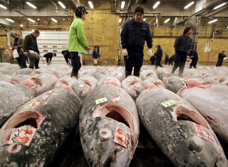 Chợ cá Tsukiji 3