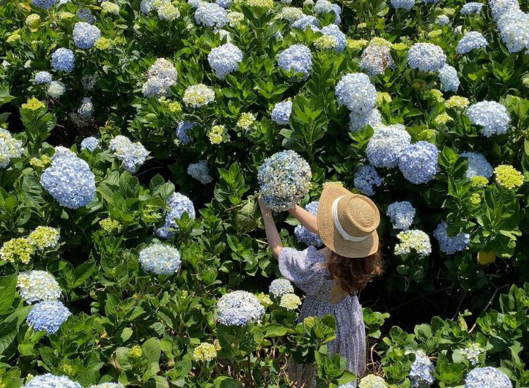 Gợi ý lịch trình 3 ngày 2 đêm ngắm hoa tháng 4 du lịch Đà Lạt tháng 4 3