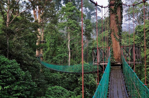 các điểm du lịch Malaysia - Thung lũng Danum
