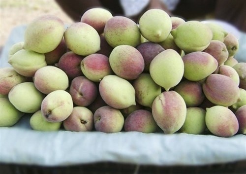 Đào Sapa