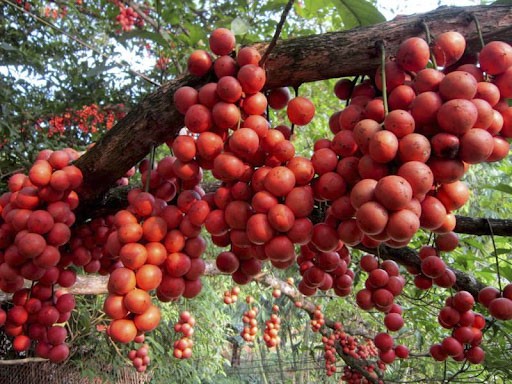 Dâu Truồi Phú Lộc 