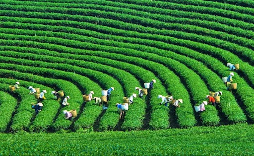 Mộc Châu tháng 9 - đồi chè