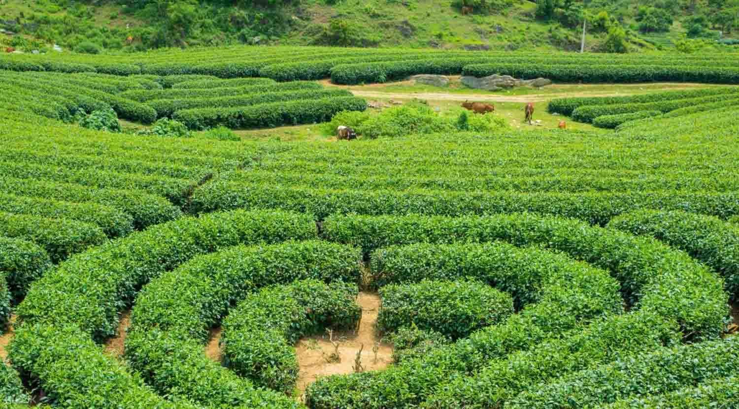 Đồi chè trái tim