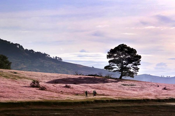 du-lich-da-lat-thang-11-doi-co-hong-da-lat