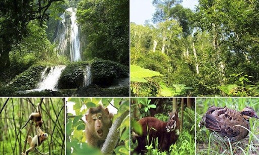 Khám phá các loài động, thực vật ở Bạch Mã Huế