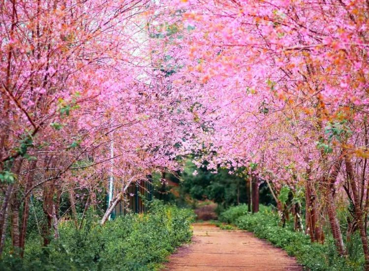 du lịch Măng Đen 2