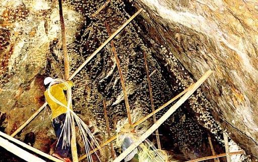 Nghề khai thác yến tại Bãi Hương