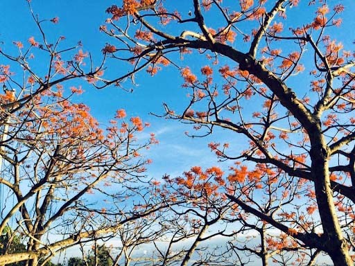 Du lịch đường hoa ngô đồng