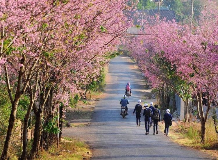 du lịch Đà Lạt 1/5 1