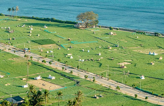 Những cánh đồng tỏi tại Lý Sơn