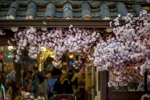 Du lịch Hàn Quốc mùa xuân