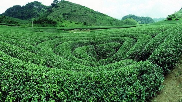 Hình ảnh đồi chè trái tim Mộc Châu