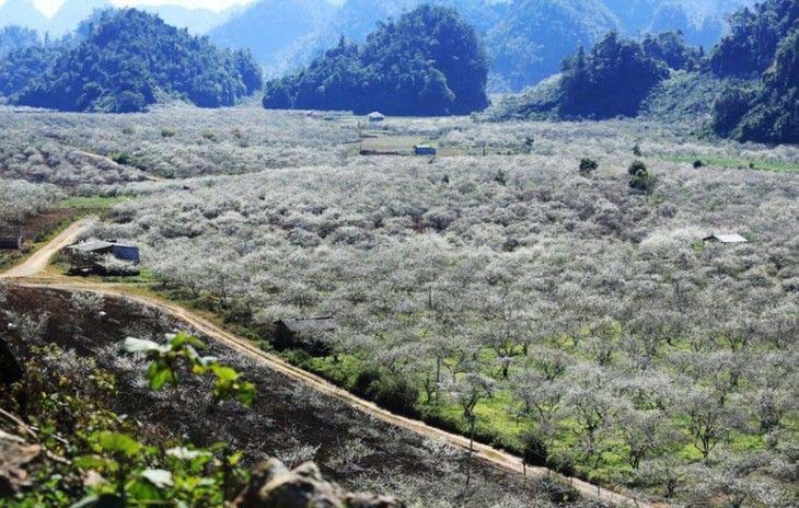 Hình ảnh thung lũng mận Nà Ka Mộc Châu