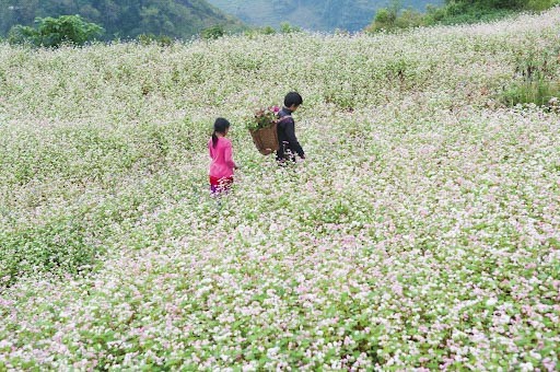 Du lịch Mộc Châu mùa hoa tam giác mạch