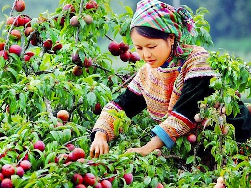 Du lịch Mộc Châu tháng 4
