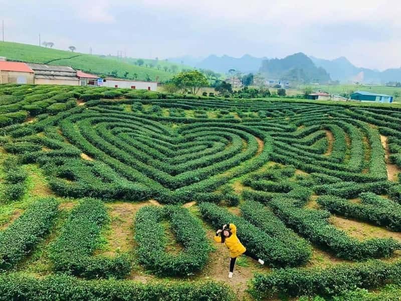 Du lịch tết ở Mộc Châu