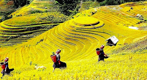 Đi du lịch Sapa mùa thu