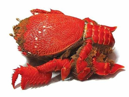 Cua huỳnh đế Ghềnh Ráng Tiên Sa