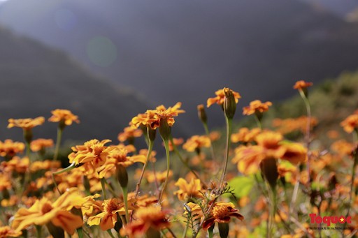 du-lich-ha-giang-mua-hoa-cuc
