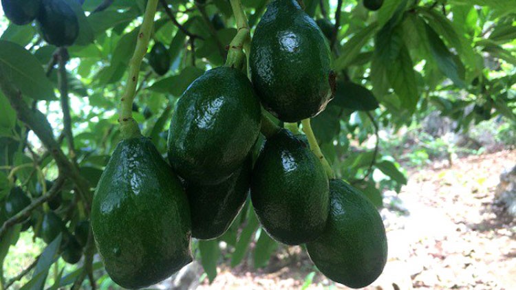 Bơ Mộc Châu tháng 7