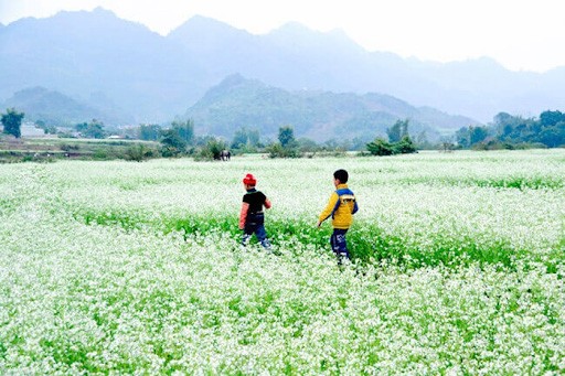 Mộc Châu tháng 9 - vẻ đẹp nao lòng của hao cải trắng