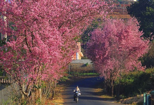 Hoa đào đua nở ở Sapa