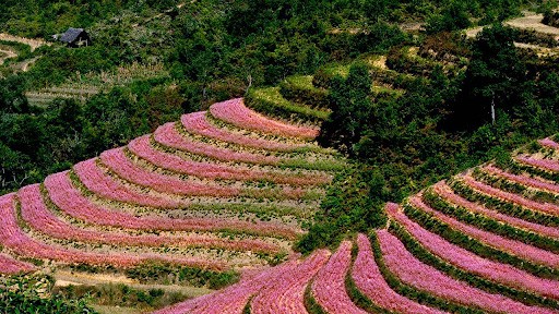 Du lịch Hà Giang tháng 10 - hoa dền 