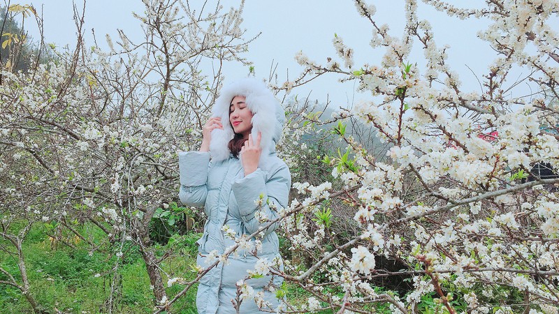 hoa mận nà ka nở 