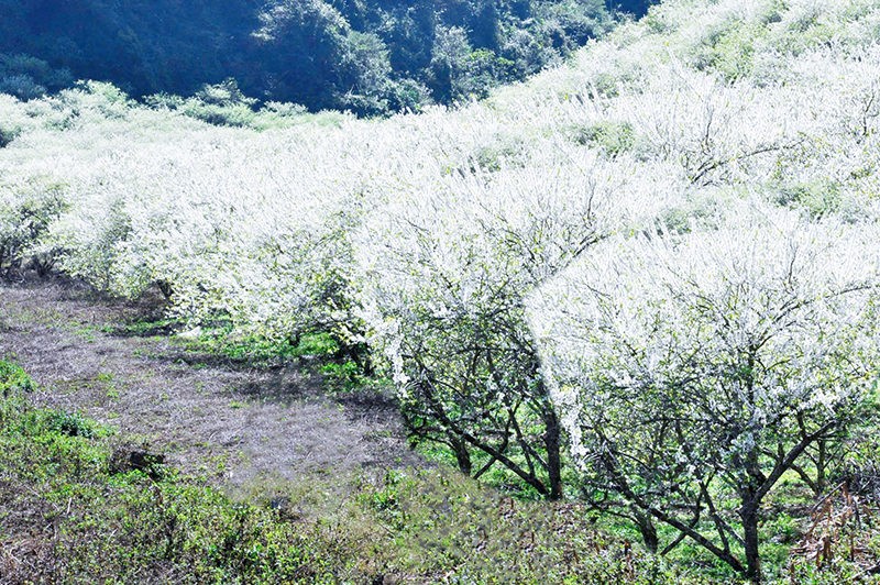 Đôi nét về thung lũng mận Nà Ka