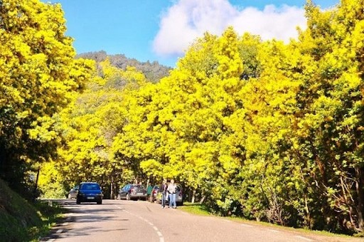 du lịch Đà Lạt vào mùa nào đẹp - mùa hoa Mimoso