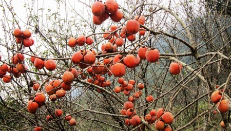 du-lich-da-lat-thang-11-vuon-hong-chin-mong-tai-da-lat-