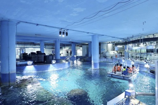 Khám phá Sea Life Bangkok Ocean World, một trong các điểm du lịch ở Bangkok Thái Lan