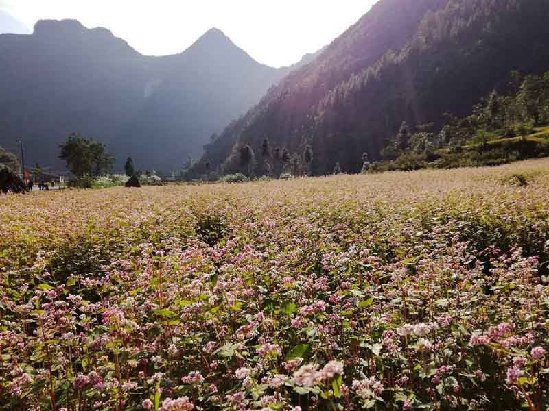 du-lich-ha-giang-thung-lung-hoa