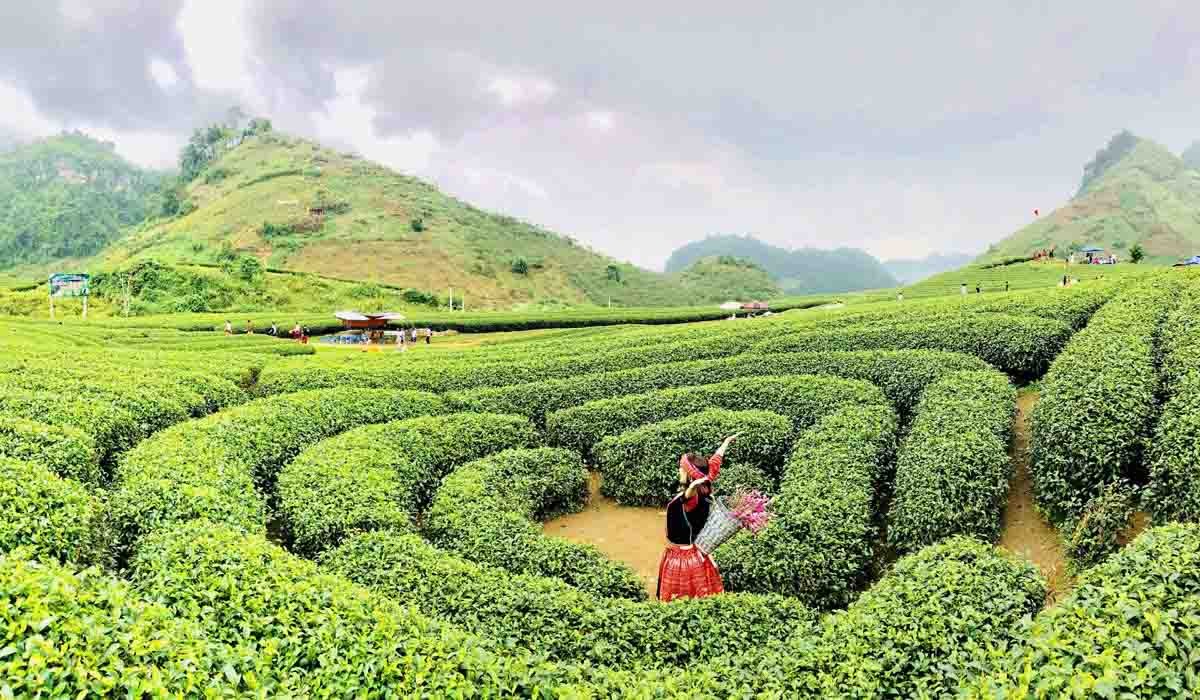 Đồi chè hình trái tim tại Mộc Châu
