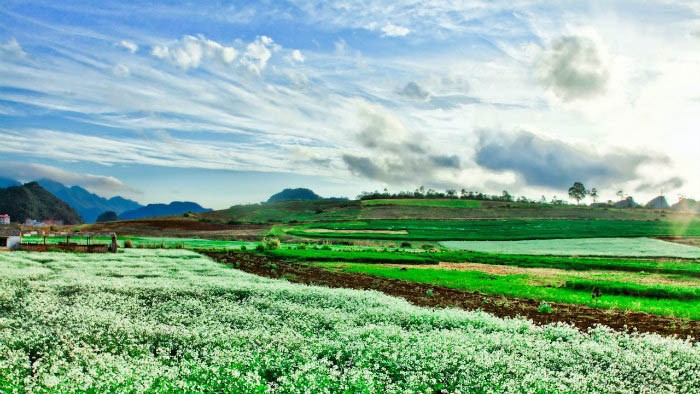 Hoa cải dầu nở vào mùa thu