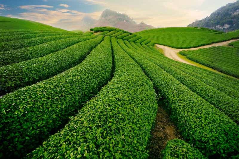 Khung cảnh mùa hạ tại đồi chè