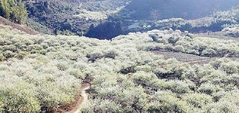 Mùa hoa mận tại thung lũng Nà Ka